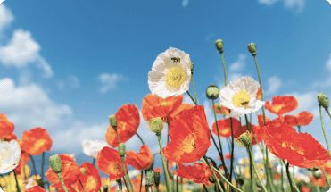 Before It's Too Late, A Braided Essay