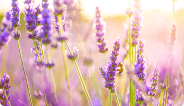 Cell Phones: Do They Really Have Something To Do With Bee Loss?